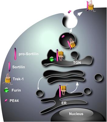 The Involvement of Sortilin/NTSR3 in Depression as the Progenitor of Spadin and Its Role in the Membrane Expression of TREK-1